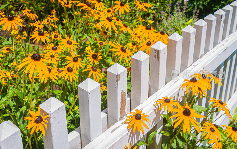 黑眼苏珊(Rudbeckia hirta)